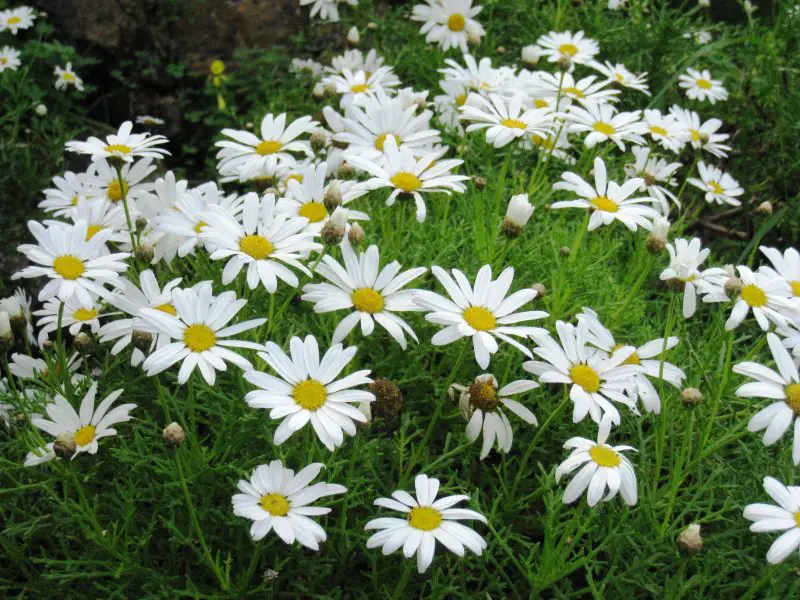 Types of Daisy Plants