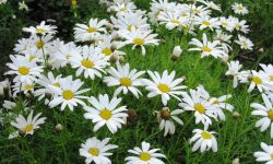 30 Different Types of Daisy Plants (With Pictures and Names)