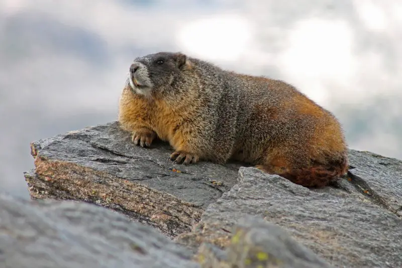 Types of Squirrel