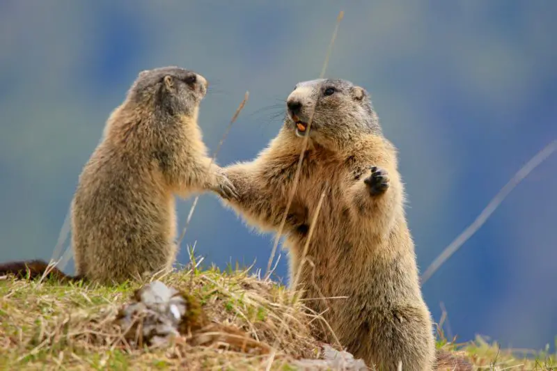 Types of Squirrel
