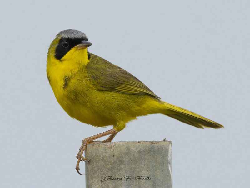 Yellow Birds With Black Wings