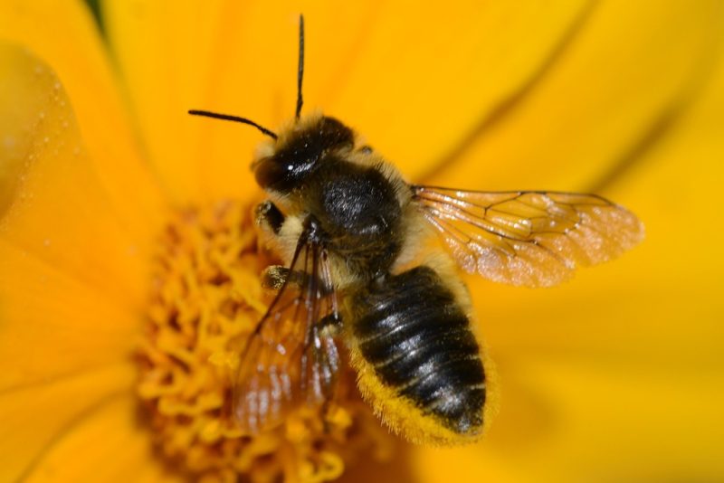 Types of Bees in Arizona