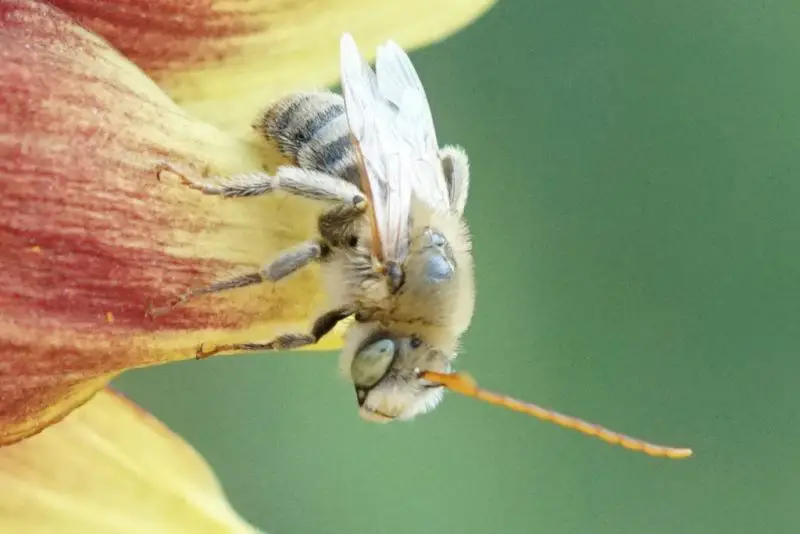 Types of Bees in Arizona