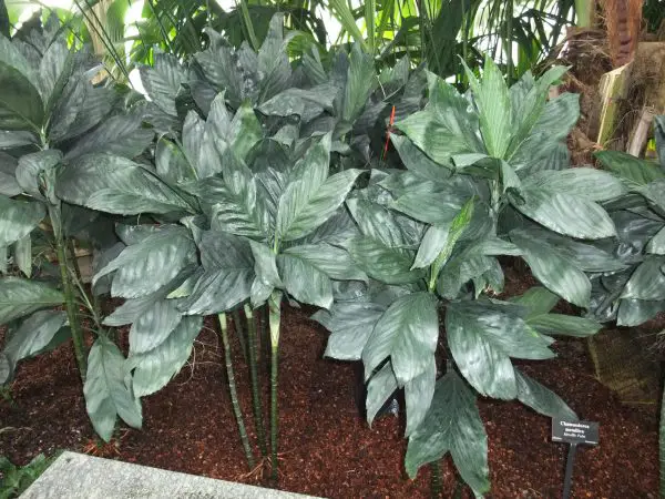 Types of Palm Trees in Florida