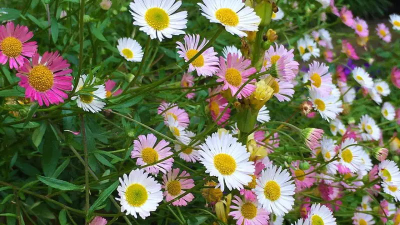 Types of Daisy Plants