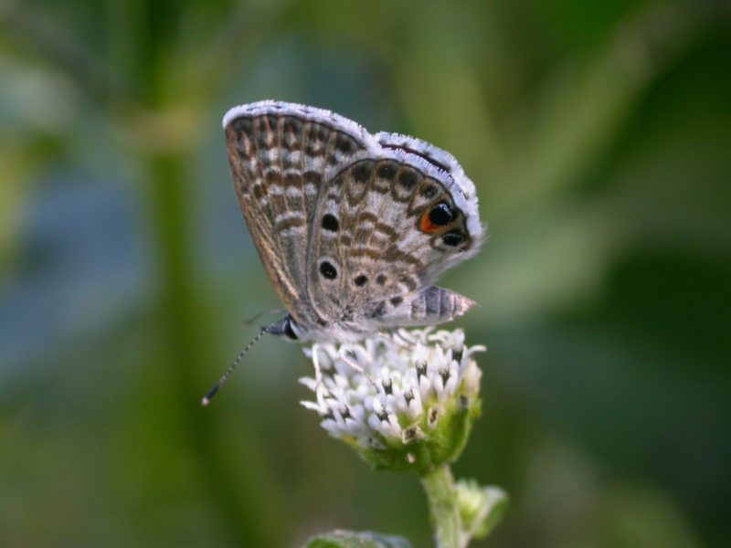 types of butterflies in Florida