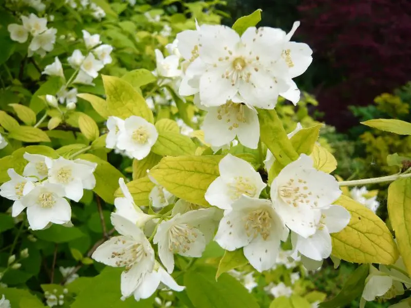 Flowering Shrubs That Bloom All Summer