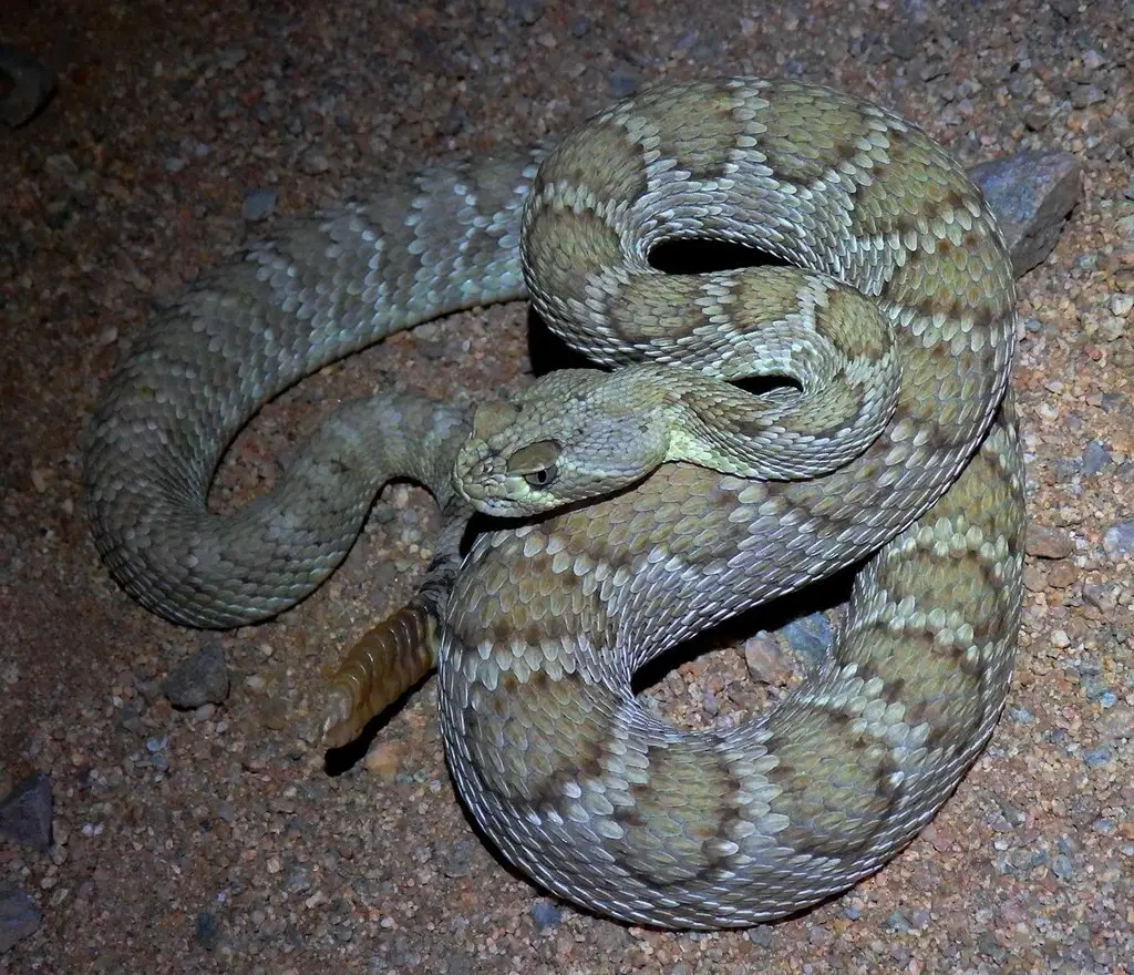 Types of Rattlesnakes in Arizona
