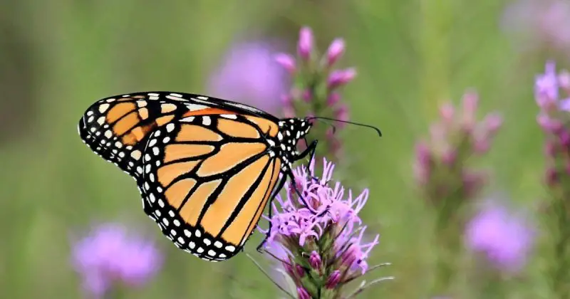 types of butterflies in Florida