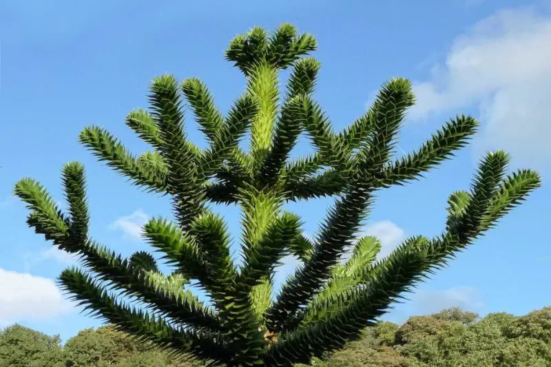 Types of Evergreen Trees