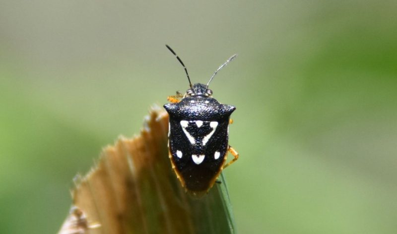 Black Bugs With White Spots