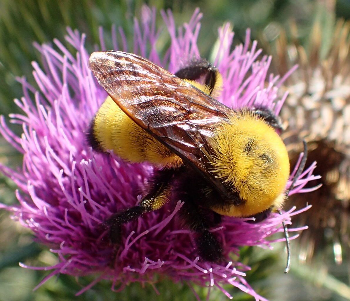 Types of Bees in Arizona