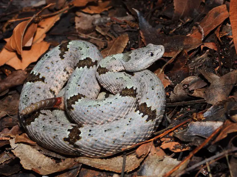Types of Rattlesnakes in Arizona