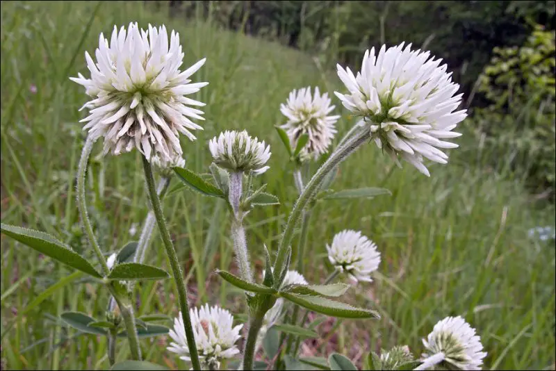 Types of Clover Plants