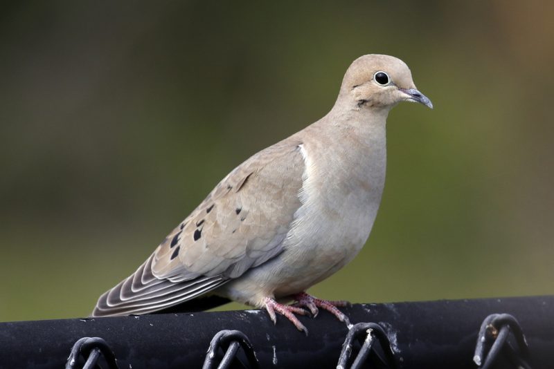 Types of Doves