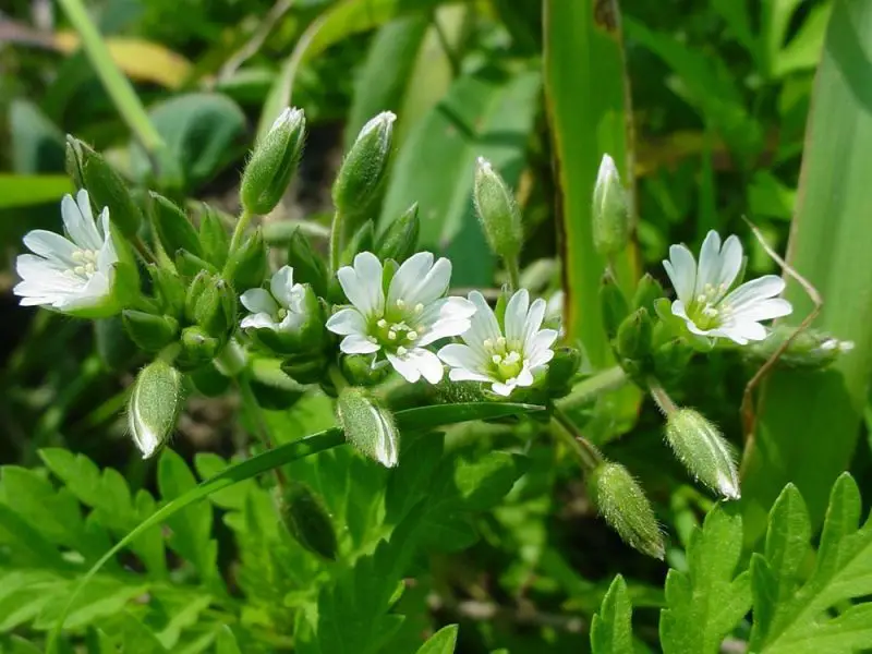 Weeds with White Flowers
