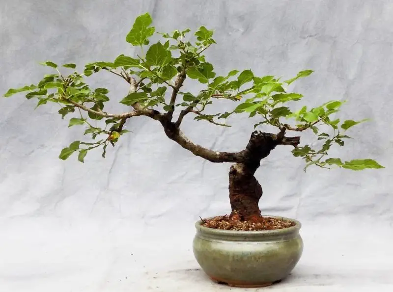 Types of Bonsai Trees