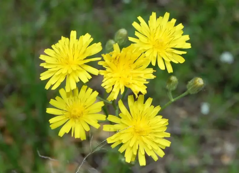 Weeds with Yellow Flowers