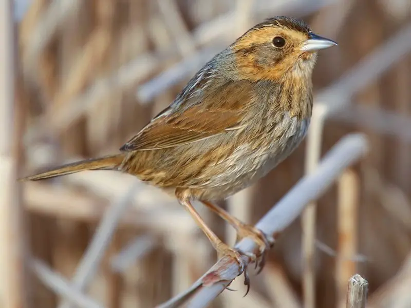Types of Sparrows
