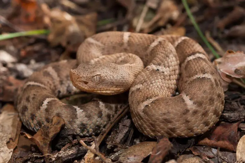 Types of Rattlesnakes in Arizona