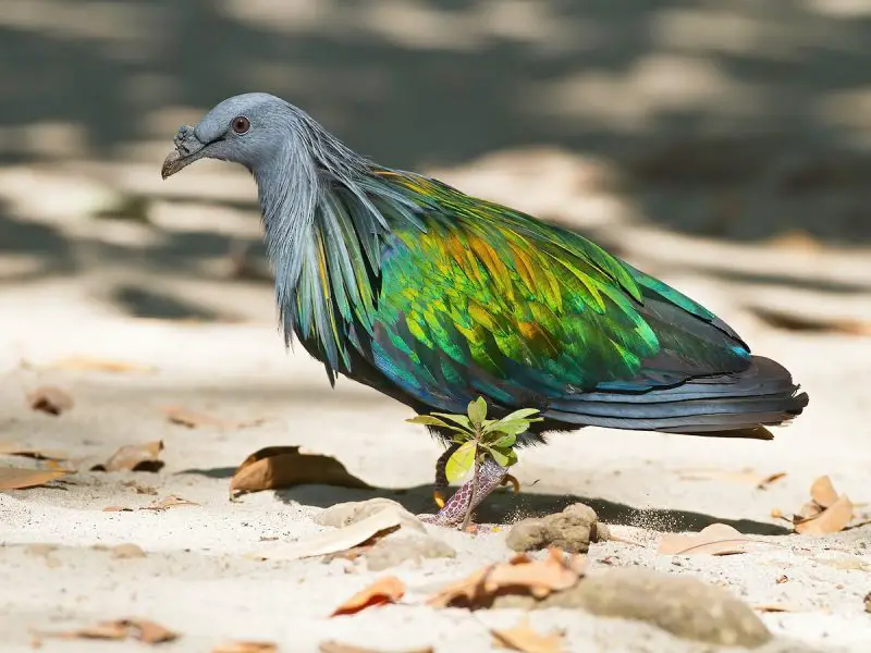 Types of Doves