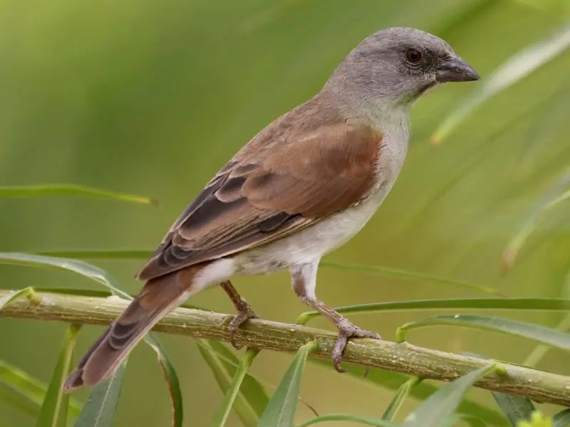 Types of Sparrows