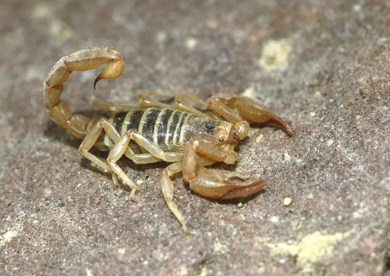 Types of Scorpions in Arizona