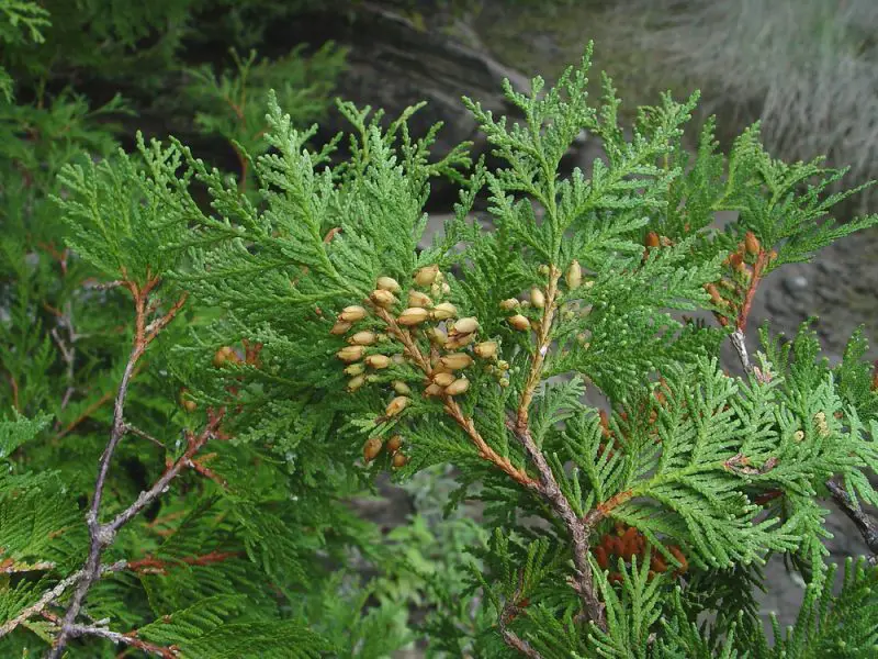 Types of Evergreen Trees
