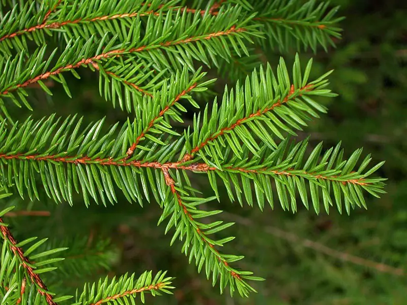 Types of Evergreen Trees
