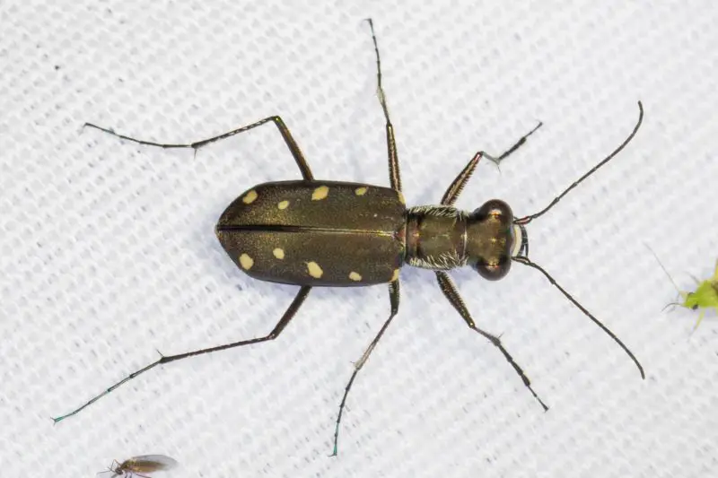 Black Bugs With White Spots