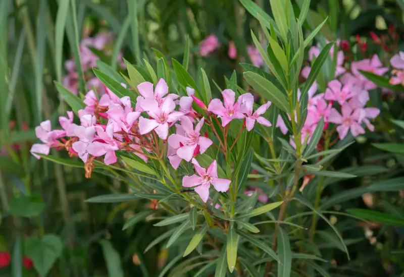 Flowering Shrubs That Bloom All Summer