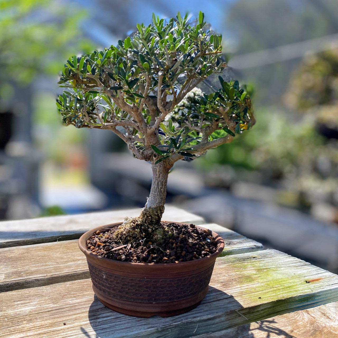 Types of Bonsai Trees