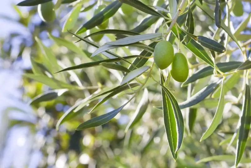 Types of Evergreen Trees