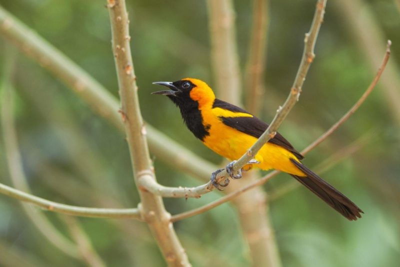 Yellow Birds With Black Wings