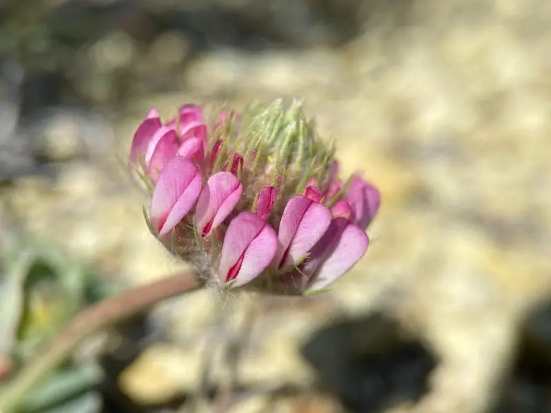 Types of Clover Plants