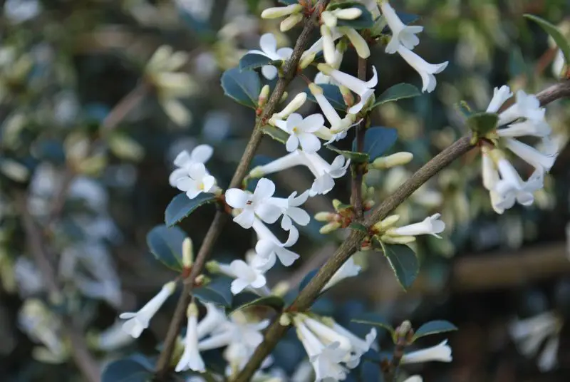 Small Evergreen Shrubs