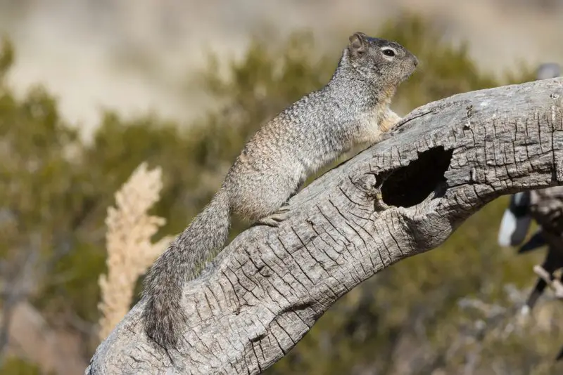 Types of Squirrel