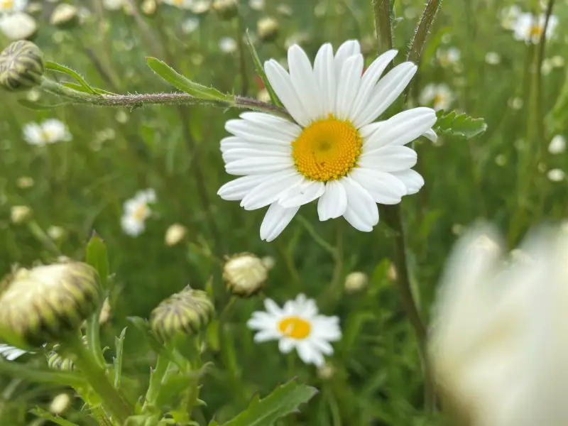 Types of Daisy Plants