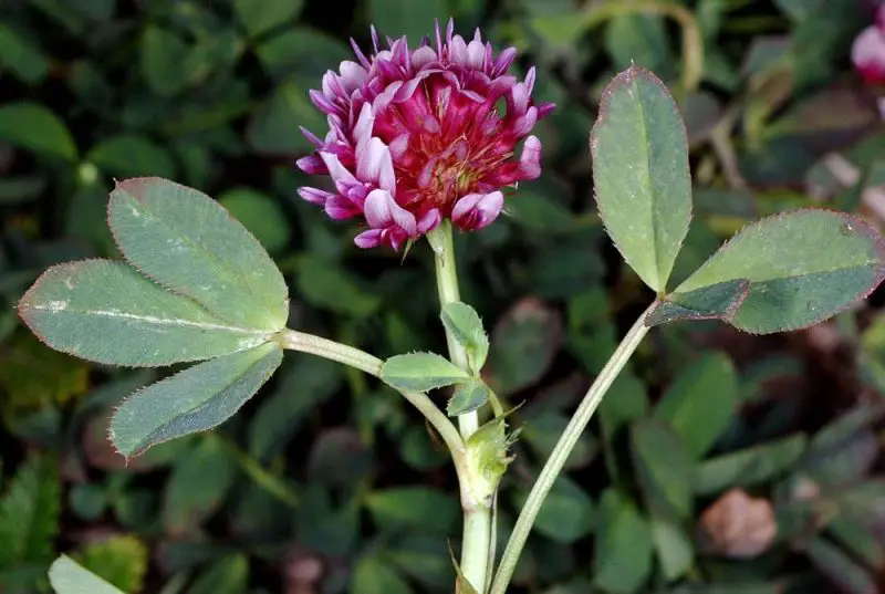 Types of Clover Plants