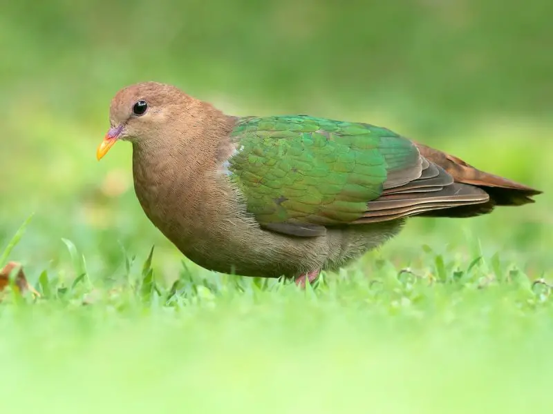 Types of Doves