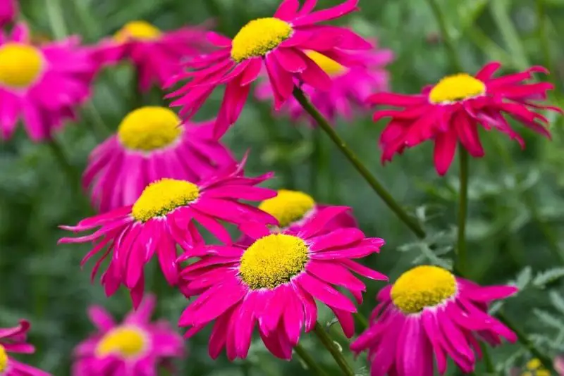 Types of Daisy Plants