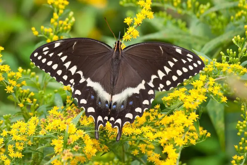 types of butterflies in Florida
