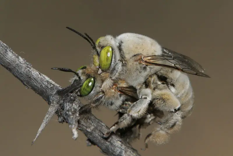 Types of Bees in Arizona