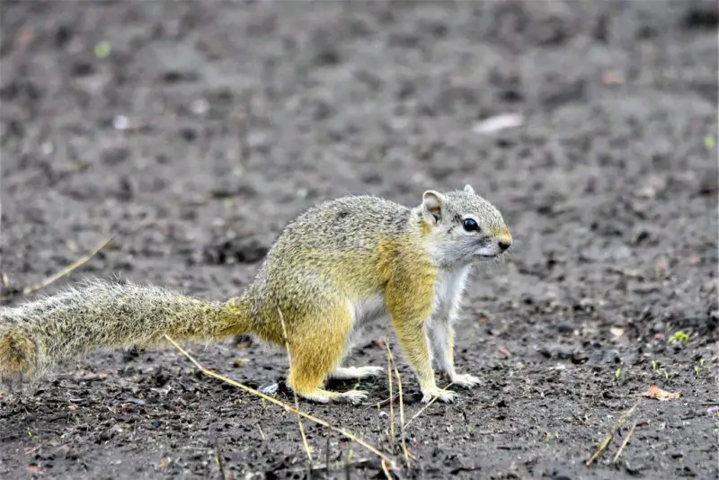 Types of Squirrel