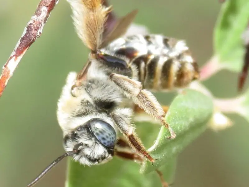 Types of Bees in Arizona