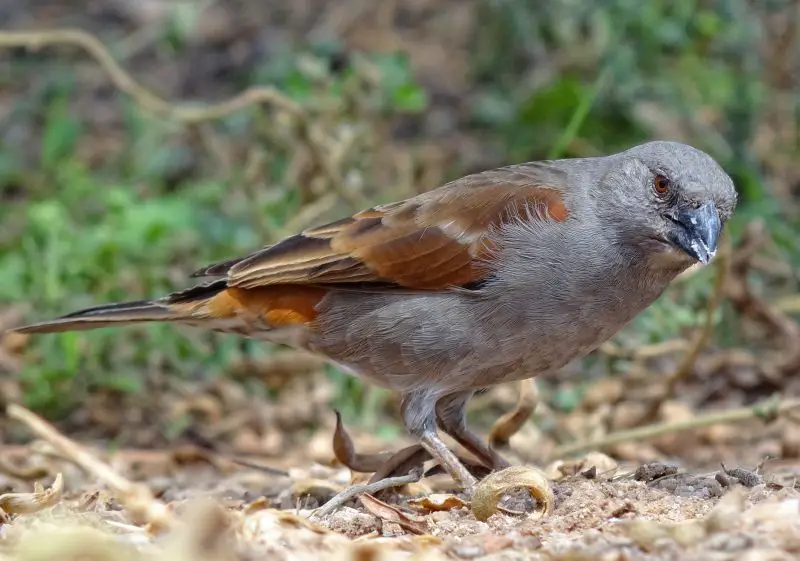 Types of Sparrows