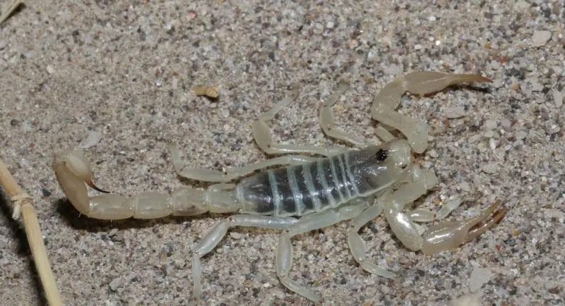 Scorpions in Texas