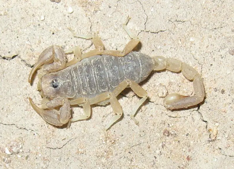 Scorpions in Texas
