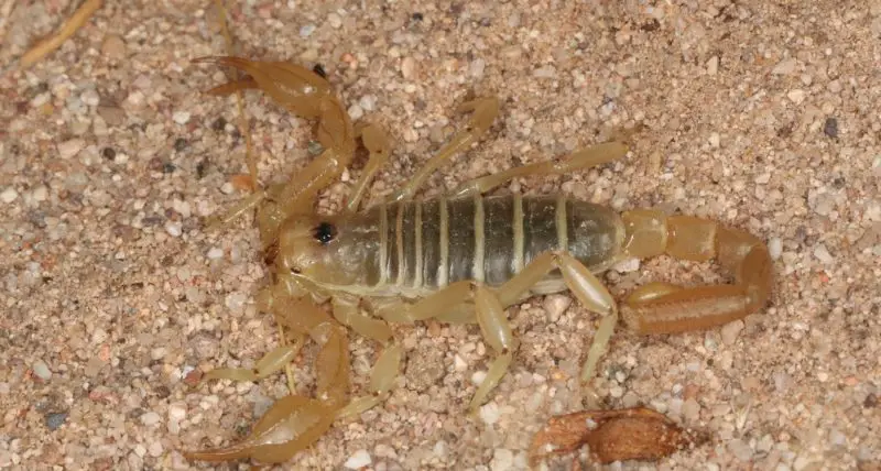 Types of Scorpions in Arizona