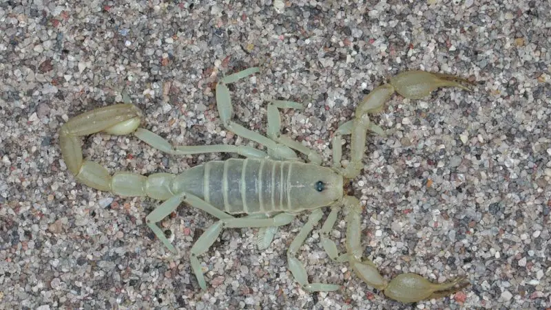 Scorpions in Texas